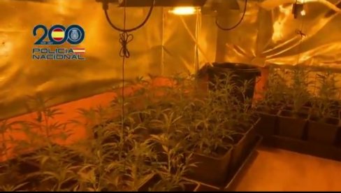 GAJILI MARIHUANU I TERORISALI KOMŠIJE: Uhapšeno petoro članova porodičnog klana iz Madrida