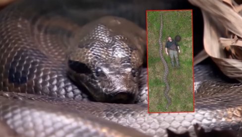 NAJVEĆA IKAD: Naučni otkrili čudovišno veliku ZMIJU (VIDEO)