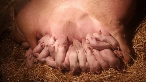 РЕКОРДЕРКА ИЗ ВЛАДИЧИНОГ ХАНА: Крмача на свет донела чак 21 прасе, у неверици и - ветеринар