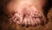 REKORDERKA IZ VLADIČINOG HANA: Krmača na svet donela čak 21 prase, u neverici i - veterinar