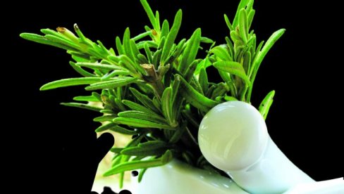 LEKOVIT CELE GODINE Ruzmarin: Snažni borac protiv stresa, za zdravu jetru i lepšu kosu