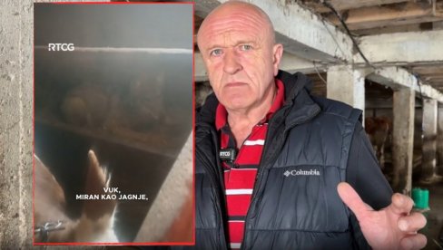 Ја сам затекао вука у штали, ушушканог поред телади! Ево ШТА се десило (ВИДЕО)