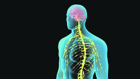 ОРГАНИ У ЉУДСКОМ ТЕЛУ НЕ СТАРЕ РАВНОМЕРНО: Хоће ли најновија студија помоћи у лечењу болести