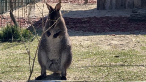 НИЈЕ ЗАО НИТИ ОПАСАН, АЛИ ЈЕ ВЕОМА УПЛАШЕН: Кенгур у тексас пелени побегао из зоолошког врта у Висконсину, у току потрага (ФОТО)