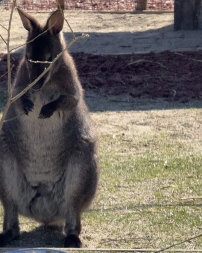 НИЈЕ ЗАО НИТИ ОПАСАН, АЛИ ЈЕ ВЕОМА УПЛАШЕН: Кенгур у тексас пелени побегао из зоолошког врта у Висконсину, у току потрага (ФОТО)