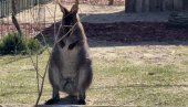 НИЈЕ ЗАО НИТИ ОПАСАН, АЛИ ЈЕ ВЕОМА УПЛАШЕН: Кенгур у тексас пелени побегао из зоолошког врта у Висконсину, у току потрага (ФОТО)