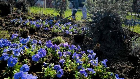 PROLEĆNO UREĐENJE GRADA: Smederevsko komunalno preduzeće u akciji sadnje cveća
