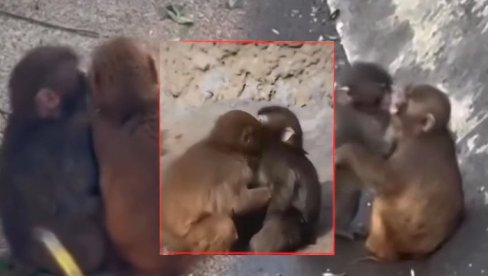 MAJMUN PANČ JE NAŠAO DEVOJKU: Snimljen kako se grli i ljubi sa majmunicom - mnogi kažu da liči na plišanu igračku koju je nosio