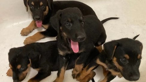 NAJVEĆA AKCIJA SPASAVANJA ŽIVOTINJA U ISTORIJI AMERIKE: Sa imanja strave u Los Anđelesu izvučeno 316 ljubimaca