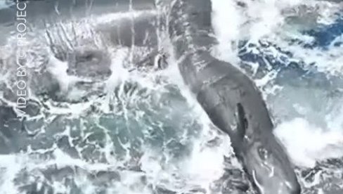 PRVI PUT SNIMLJEN POROĐAJ ŽENKE KITA: Babice pokušavale da joj pomognu - ovakav prizor svet još nije video