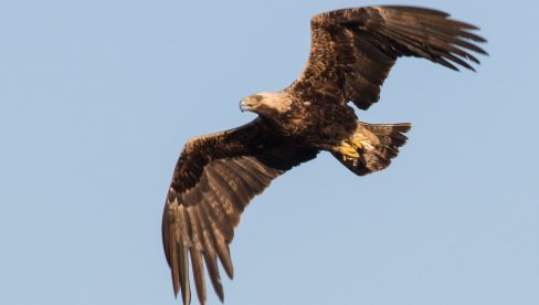 DA SAM PTICA U BANATU:  Literarni konkurs KUD Mramorak i Društva za zaštitu i pručavanje ptica Srbije