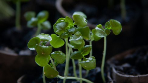 APRIL JE PRAVO VREME DA NABAVITE OVU BILJKU: Sada jače nego ikad privlači novac i ljubav