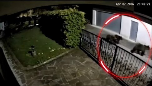 KATASTROFA: Medvedi upali u selo Mehurići, videli na kamerama ŠTA su uradili (VIDEO)