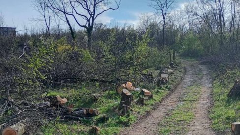 ZGRADE UMESTO DRVEĆA: U šumi na Zvezdari sve manje zelenila, nedavno posečeno 50 stabala
