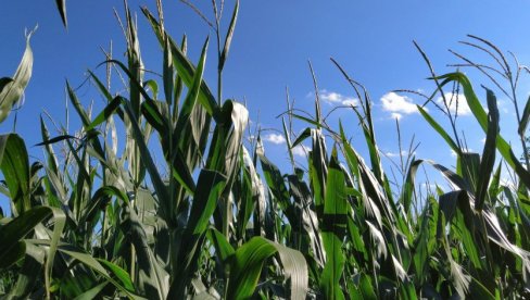 VRELI TALAS SPRŽIO KLIPOVE: Siliranje kukuruza počelo mesec dana ranije