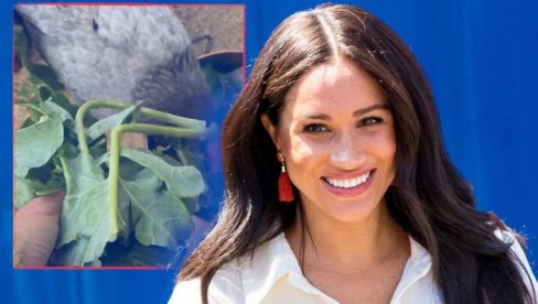 MEGAN MARKL HRANI KOKOŠKE U DOVRIŠTU: Snimak obišao svet i izazvao lavinu komentara (VIDEO)