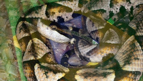 CARSTVO SMRTONOSNIH ZMIJA: Na ovom ostrvu zabranjen prilaz ljudima