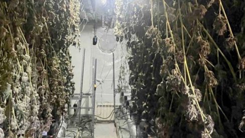 KANABIS GAJIO U IZNAJMLJENOM STANU: U Višem tužilaštvu saslušan Nikola A.