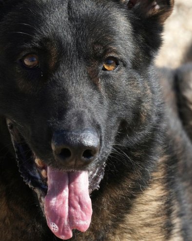 ДРЕВНИ ДНК ОТКРИВА: Ево када су пси и људи почели да живе заједно