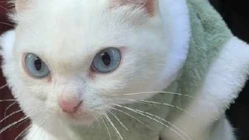 ВИДИТЕ ШТА ЈЕ УРАДИЛА: Снимак љуте плавооке мачке освојио интернет (ВИДЕО)