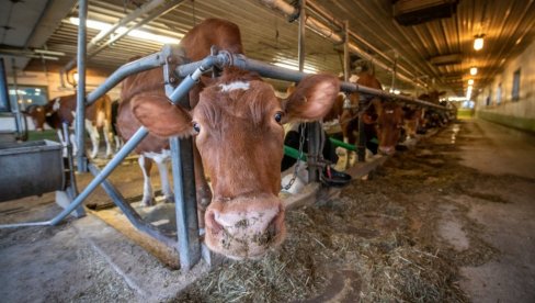 Тихи крадљивци добити: Ево ко руши производњу у млечном говедарству