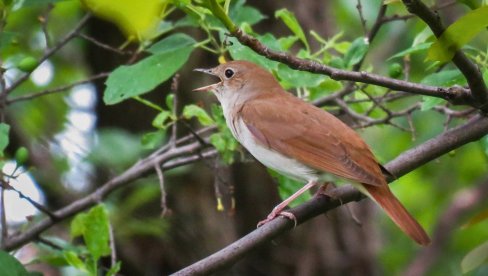 Slušanje slavuja na 30 lokacija: Manifestacija Društva za zaštitu i proučavanje ptica Srbije od 24. do 26. aprila