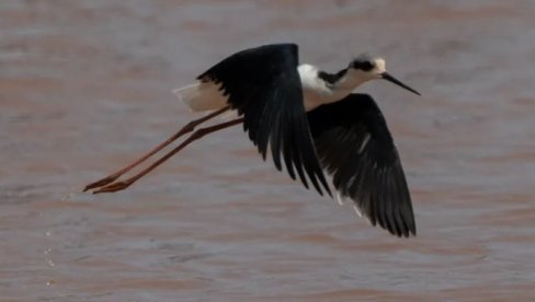 Raskrinkana laž stara 50 godina: Nauka oprala ljagu sa imena autohtonih Havajaca