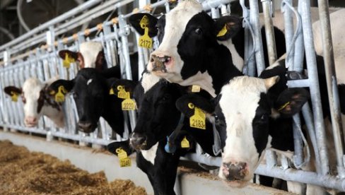 Увешћемо краве дојиље: Гламочић посетио међународне пољопривредне сајмове у Чешкој и Италији