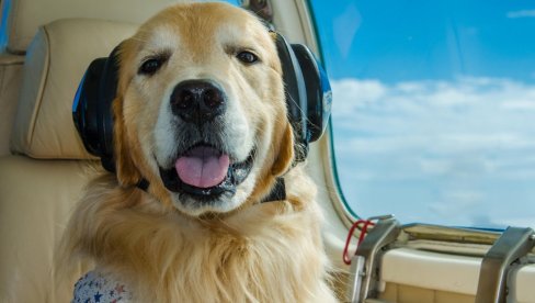 Селидба животиња постала милионски бизнис: Нећете веровати колико кошта превоз љубимца