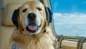 Selidba životinja postala milionski biznis: Nećete verovati koliko košta prevoz ljubimca