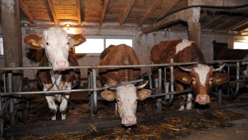 Raspisan konkurs za podsticaje za kvalitetna priplodna grla: Za krave dojilje po 55.000 dinara