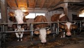 ЗАРАЗА ПРЕТИ И ЉУДИМА: Опасна болест потврђена код говеда у Србији - Угрожени и људи!