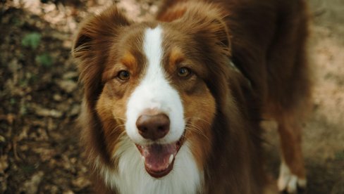 Ovaj grad za ljubimce isplaćuje do 75 evra: Evo koje uslove treba ispuniti da bi dobili subvenciju