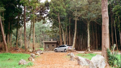 Posebno u proleće: Evo zašto nikada ne treba parkirati ispod drveta