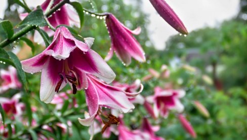 Bašta iz snova počinje u aprilu: Spisak cveća koje će cvetati celog leta ako ga sada posadite