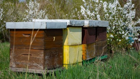 Zaštita pčela u sezoni cvetanja: Koja pravila proizvođači moraju poštovati?