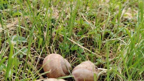 Počinje lov na "puzajuću zaradu": Predstojeći kišni dani idealni za sakupljače puževa u okolini Čačka