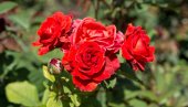 Biljke koje nikako ne treba saditi uz ruže: Mogu potpuno da ih unište