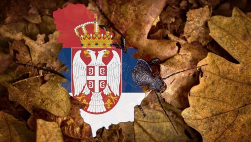 Имамо нову врсту инсекта! У Србији пронађен љубичасти џин, један од највећих - турски пужеви су му посебан специјалитет (ФОТО)