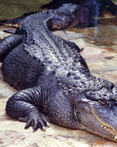 Крокодил ушао у хотел у Зимбабвеу у потрази за храном