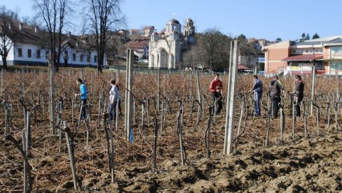 Za preradu mleka u Srbiji se školuje - 17 đaka: Srednje škole za poljoprivredu i prehranu pred gašenjem