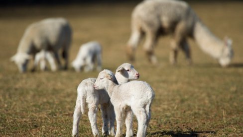 Otvoreno još jedno tržište: Srbija izvezla 8.000 jagnjadi u ovu zemlju