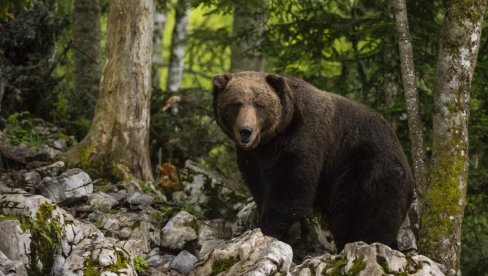 Horor u šumi: Medved ubio ženu dok je razgovarala sa sinom