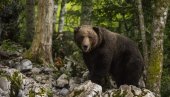 SMRTONOSNA GREŠKA PRI SUSRETU SA MEDVEDOM: Stručnjaci upozoravaju da OVO nikako ne radite