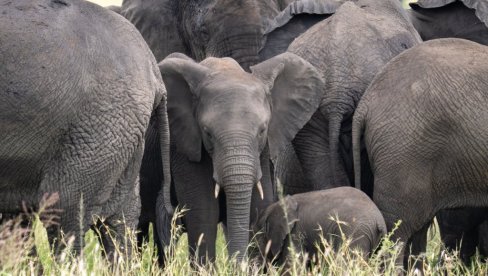 Milionera pregazilo krdo slonova dok je lovio antilope u Gabonu: NJegov pomoćnik teško povređen