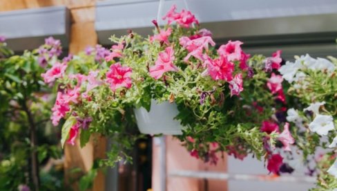 3 врсте неуништивог цвећа за терасу: Цвета као лудо све до јесени (ФОТО)