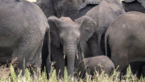 SAD milionera ubili slonovi - hteo da odstreli retku vrstu, pa ga pregazilo krdo najvećih sisara