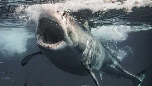 Popularna plaža hitno zatvorena: Dignuta uzbuna - Primećena velika aktivnost ajkula, otkriveno šta ih je privuklo