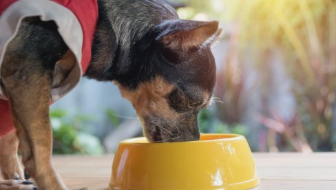 Да ли пси могу да једу храну за мачке? Стручњаци кажу да је ово веома важно питање