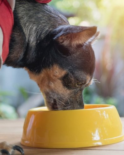 Да ли пси могу да једу храну за мачке? Стручњаци кажу да је ово веома важно питање
